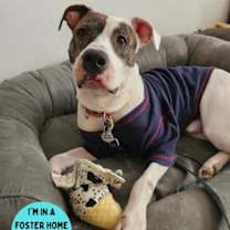 Thumbnail photo of Royal #1