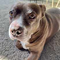 adopt-pet