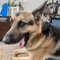 adopt-pet