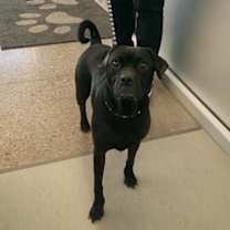 adopt-pet