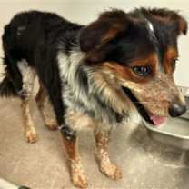 adopt-pet