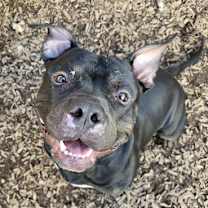 adopt-pet