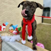 Thumbnail photo of Twix #3