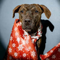 Thumbnail photo of Twix #4