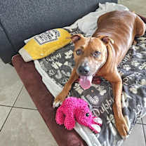 Thumbnail photo of Rusty #1