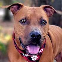 Thumbnail photo of Rusty #2