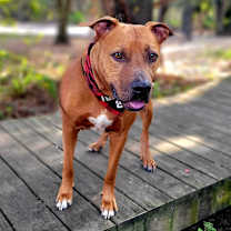 Thumbnail photo of Rusty #3