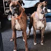 Thumbnail photo of Sestra #2