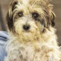 Thumbnail photo of Nac's Mei Mei TX #1