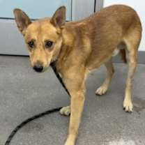 adopt-pet