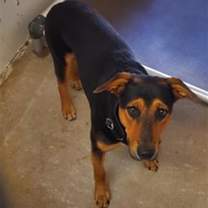 adopt-pet