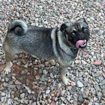 adopt-pet