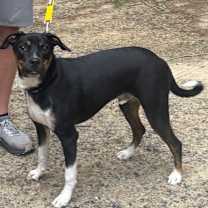 Thumbnail photo of Lucky #1