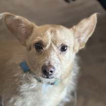 adopt-pet