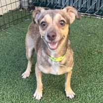 adopt-pet