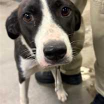 adopt-pet