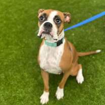 adopt-pet