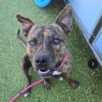 adopt-pet