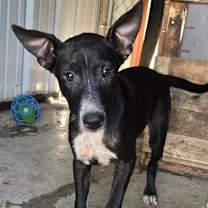 Thumbnail photo of Raven #1