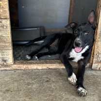 Thumbnail photo of Raven #2