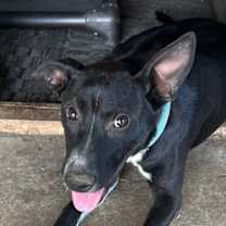 Thumbnail photo of Raven #3