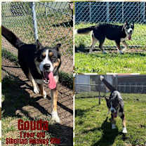 Thumbnail photo of Gouda #1