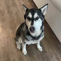 adopt-pet