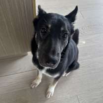 adopt-pet