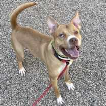 adopt-pet