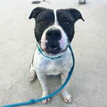 adopt-pet