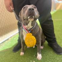 adopt-pet