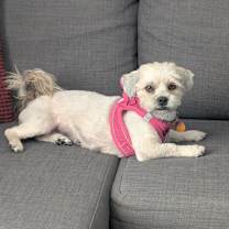 adopt-pet
