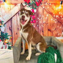 Thumbnail photo of Cedar* #1