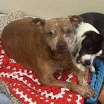 Thumbnail photo of Ivy #4