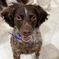adopt-pet