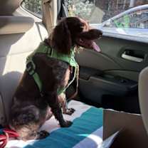 Thumbnail photo of CO/Archibald 'Archie' #4