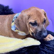 Thumbnail photo of GRETAL #2