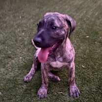 adopt-pet