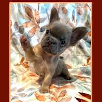 Thumbnail photo of Lucien #1