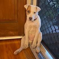 Thumbnail photo of Layla #4