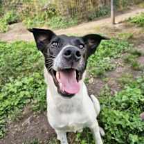 Thumbnail photo of Ribsy #1