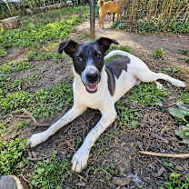 Thumbnail photo of Ribsy #4