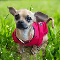 Thumbnail photo of Freddy Fender #4