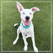 adopt-pet