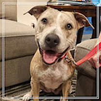 adopt-pet