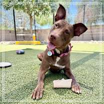 adopt-pet