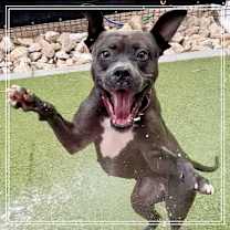 adopt-pet