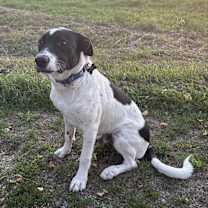 adopt-pet