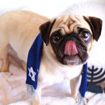 Thumbnail photo of Bruce Willis *special needs* #2