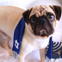 Thumbnail photo of Bruce Willis *special needs* #3